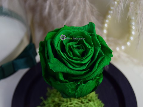 Cupola Trandafir Verde Smarald Criogenat